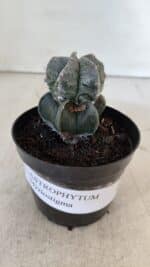 ASTROPHYTUM MYRIOSTIGMA Nº 1001 – vaso 09 - Imagem 2
