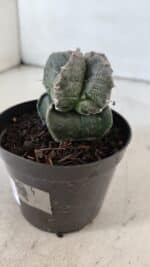 ASTROPHYTUM MYRIOSTIGMA Nº 1001 – vaso 09 - Imagem 8