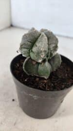 ASTROPHYTUM MYRIOSTIGMA Nº 1001 – vaso 09 - Imagem 7