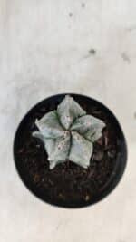 ASTROPHYTUM MYRIOSTIGMA Nº 1001 – vaso 09 - Imagem 6