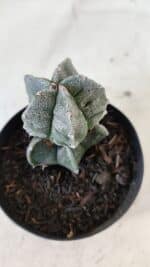 ASTROPHYTUM MYRIOSTIGMA Nº 1001 – vaso 09 - Imagem 3