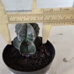 ASTROPHYTUM MYRIOSTIGMA Nº 1001 – vaso 09