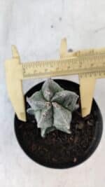 ASTROPHYTUM MYRIOSTIGMA Nº 1001 – vaso 09 - Imagem 5