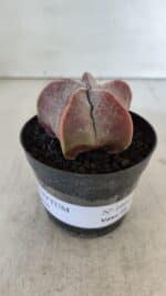 ASTROPHYTUM MYRIOSTIGMA Nº 1002 – vaso 09 - Imagem 2