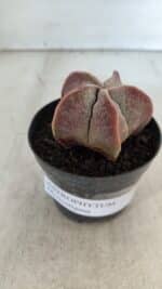 ASTROPHYTUM MYRIOSTIGMA Nº 1002 – vaso 09 - Imagem 10