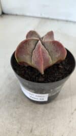 ASTROPHYTUM MYRIOSTIGMA Nº 1002 – vaso 09 - Imagem 9