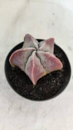 ASTROPHYTUM MYRIOSTIGMA Nº 1002 – vaso 09 - Imagem 8