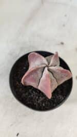 ASTROPHYTUM MYRIOSTIGMA Nº 1002 – vaso 09 - Imagem 7