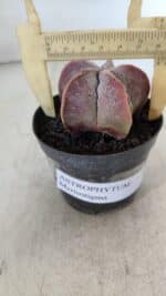 ASTROPHYTUM MYRIOSTIGMA Nº 1002 – vaso 09 - Imagem 6