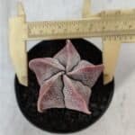 ASTROPHYTUM MYRIOSTIGMA Nº 1002 – vaso 09