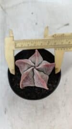 ASTROPHYTUM MYRIOSTIGMA Nº 1002 – vaso 09