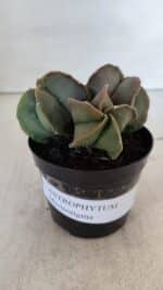 ASTROPHYTUM MYRIOSTIGMA Nº 1003 – vaso 09 - Imagem 2