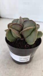 ASTROPHYTUM MYRIOSTIGMA Nº 1003 – vaso 09 - Imagem 10