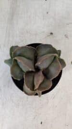 ASTROPHYTUM MYRIOSTIGMA Nº 1003 – vaso 09 - Imagem 9