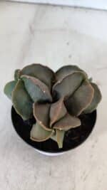 ASTROPHYTUM MYRIOSTIGMA Nº 1003 – vaso 09 - Imagem 3