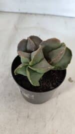 ASTROPHYTUM MYRIOSTIGMA Nº 1003 – vaso 09 - Imagem 8