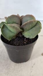 ASTROPHYTUM MYRIOSTIGMA Nº 1003 – vaso 09 - Imagem 7