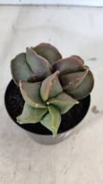 ASTROPHYTUM MYRIOSTIGMA Nº 1003 – vaso 09 - Imagem 6