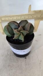 ASTROPHYTUM MYRIOSTIGMA Nº 1003 – vaso 09