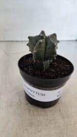 ASTROPHYTUM MYRIOSTIGMA Nº 1004 – vaso 09 - Imagem 2