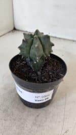 ASTROPHYTUM MYRIOSTIGMA Nº 1004 – vaso 09 - Imagem 9