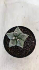 ASTROPHYTUM MYRIOSTIGMA Nº 1004 – vaso 09 - Imagem 6