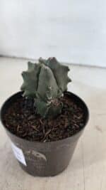 ASTROPHYTUM MYRIOSTIGMA Nº 1004 – vaso 09 - Imagem 3