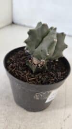 ASTROPHYTUM MYRIOSTIGMA Nº 1004 – vaso 09 - Imagem 8