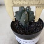 ASTROPHYTUM MYRIOSTIGMA Nº 1004 – vaso 09