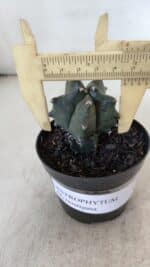 ASTROPHYTUM MYRIOSTIGMA Nº 1004 – vaso 09