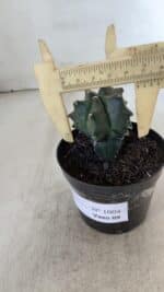 ASTROPHYTUM MYRIOSTIGMA Nº 1004 – vaso 09 - Imagem 7