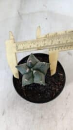 ASTROPHYTUM MYRIOSTIGMA Nº 1004 – vaso 09 - Imagem 5