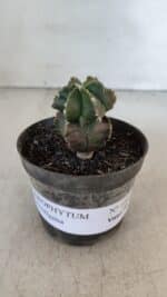 ASTROPHYTUM MYRIOSTIGMA Nº 1007 – vaso 09 - Imagem 2