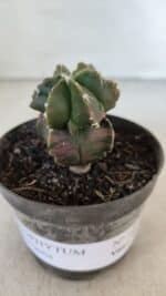 ASTROPHYTUM MYRIOSTIGMA Nº 1007 – vaso 09 - Imagem 10