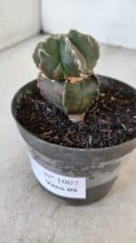 ASTROPHYTUM MYRIOSTIGMA Nº 1007 – vaso 09 - Imagem 9
