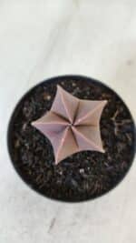 ASTROPHYTUM MYRIOSTIGMA Nº 1007 – vaso 09 - Imagem 3