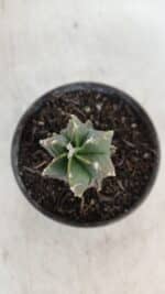 ASTROPHYTUM MYRIOSTIGMA Nº 1007 – vaso 09 - Imagem 3