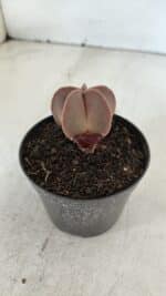 ASTROPHYTUM MYRIOSTIGMA Nº 1007 – vaso 09 - Imagem 6