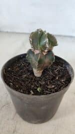 ASTROPHYTUM MYRIOSTIGMA Nº 1007 – vaso 09 - Imagem 8