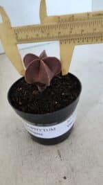 ASTROPHYTUM MYRIOSTIGMA Nº 1007 – vaso 09 - Imagem 4