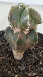 ASTROPHYTUM MYRIOSTIGMA Nº 1007 – vaso 09