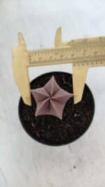 ASTROPHYTUM MYRIOSTIGMA Nº 1007 – vaso 09