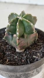 ASTROPHYTUM MYRIOSTIGMA Nº 1007 – vaso 09 - Imagem 7