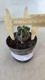 ASTROPHYTUM MYRIOSTIGMA Nº 1007 – vaso 09 - Imagem 6