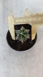 ASTROPHYTUM MYRIOSTIGMA Nº 1007 – vaso 09 - Imagem 5