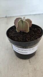 ASTROPHYTUM MYRIOSTIGMA Nº 1008 – vaso 09 - Imagem 2