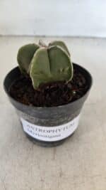 ASTROPHYTUM MYRIOSTIGMA Nº 1008 – vaso 09 - Imagem 8