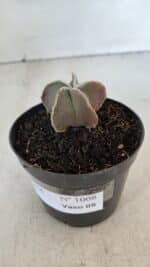 ASTROPHYTUM MYRIOSTIGMA Nº 1008 – vaso 09 - Imagem 7