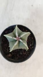 ASTROPHYTUM MYRIOSTIGMA Nº 1008 – vaso 09 - Imagem 3