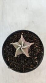 ASTROPHYTUM MYRIOSTIGMA Nº 1008 – vaso 09 - Imagem 3